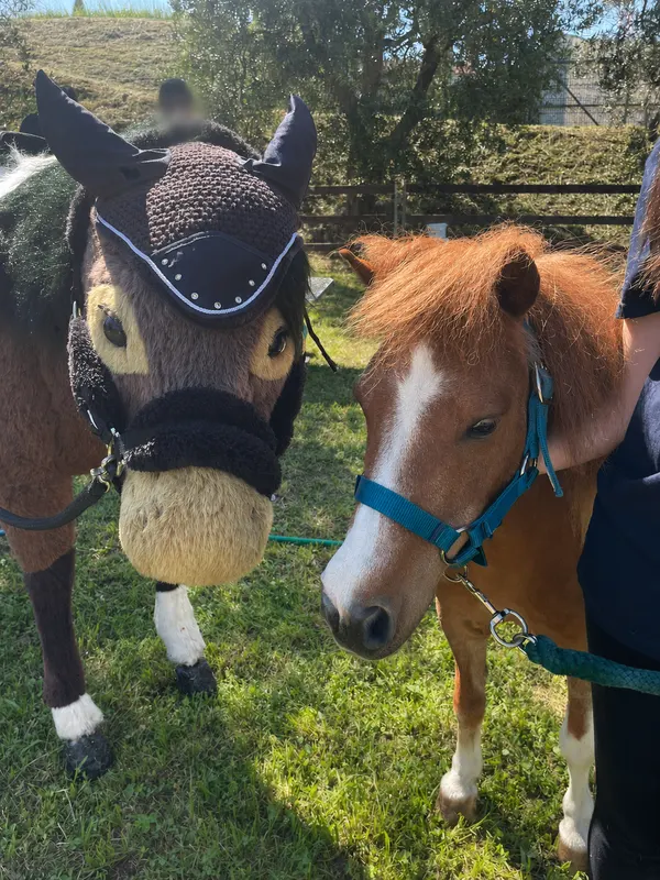 Due pony affiancati nel prato: uno con la cuffietta e un pony fulvo dal muso bianco