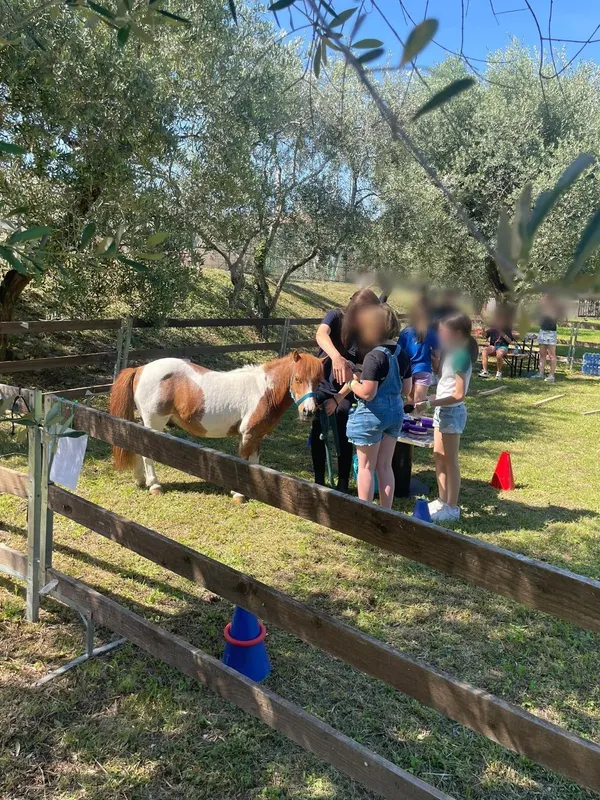 Bambine e un’operatrice intorno a un pony pezzato in un recinto tra gli ulivi