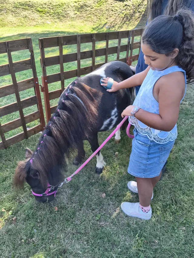 Una bambina spazzola con cura il manto di un piccolo pony
