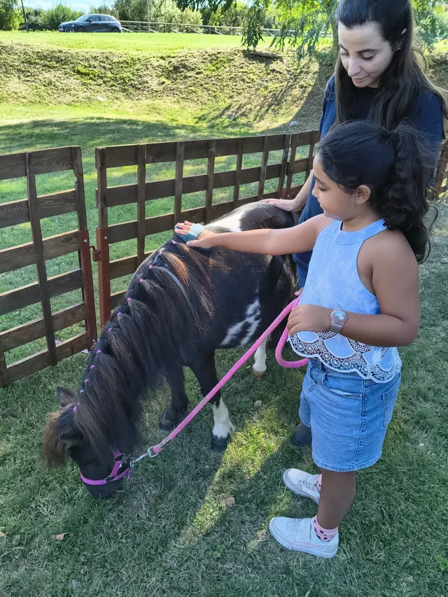 Una bambina spazzola il pony durante l’attività assistita