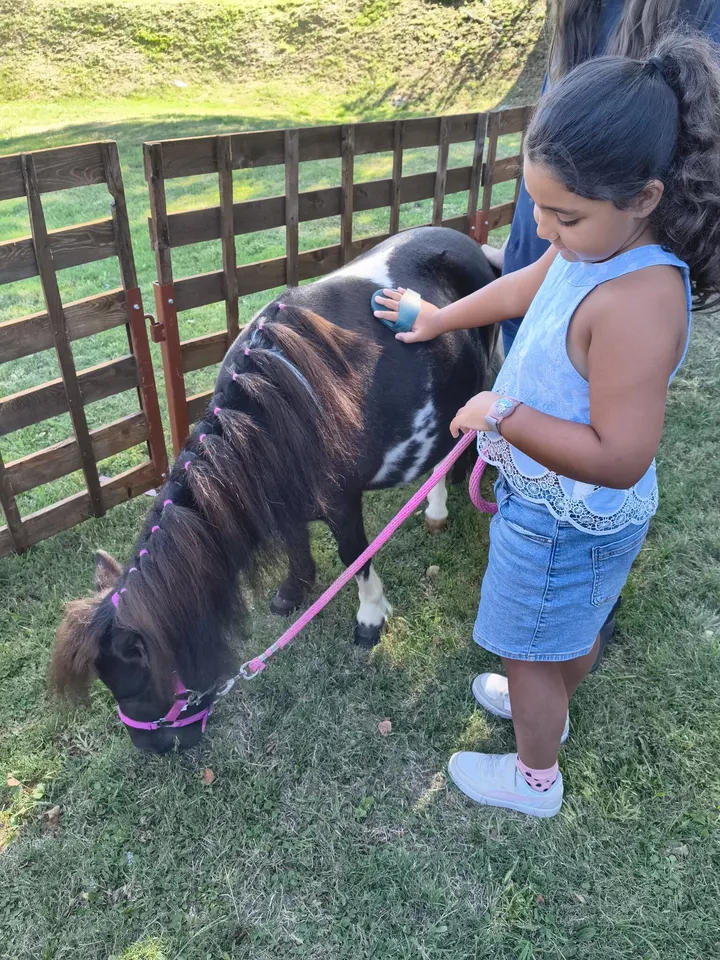 Una bambina spazzola con cura il manto di un piccolo pony